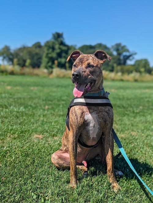 BRUNO *FOSTER NEEDED* - Pit Bull Terrier available for adoption