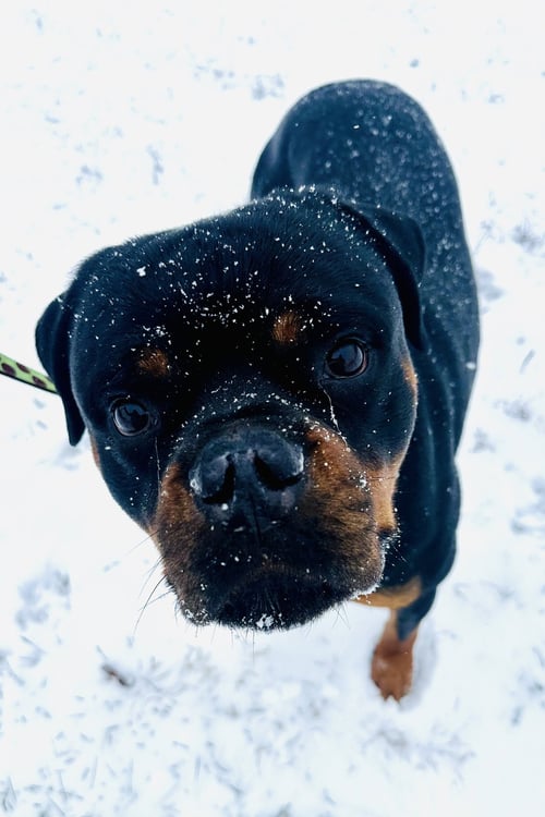 REIGN BEAU BEAR - Rottweiler available for adoption