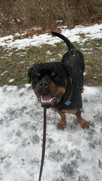 Reign Beau Bear - Photo 3