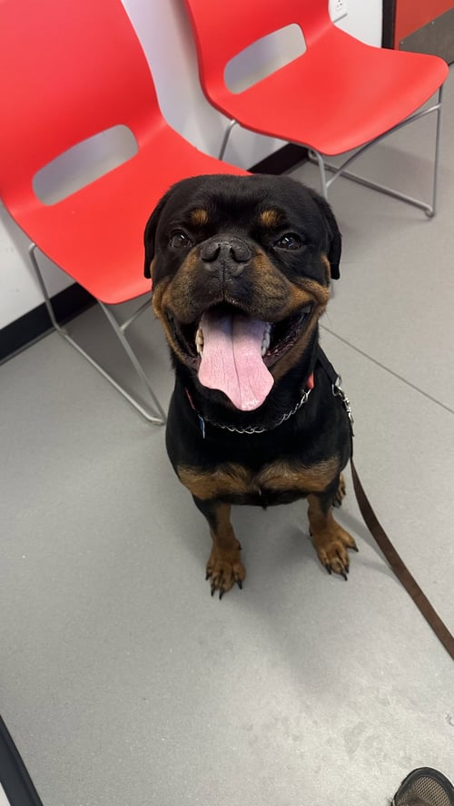 REIGN BEAU BEAR - Rottweiler available for adoption