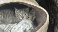 Maggie & Millie - Photo 3