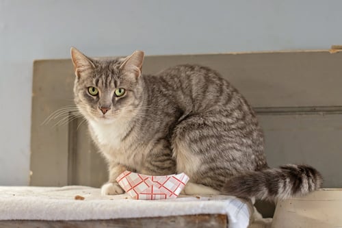 MAGGIE, MILLIE & BISCUIT - Domestic Short Hair available for adoption