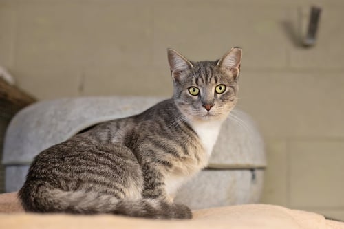 MAGGIE, MILLIE & BISCUIT - Domestic Short Hair available for adoption