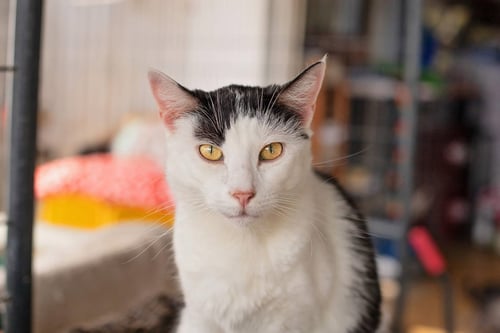 HOPE - Domestic Short Hair available for adoption