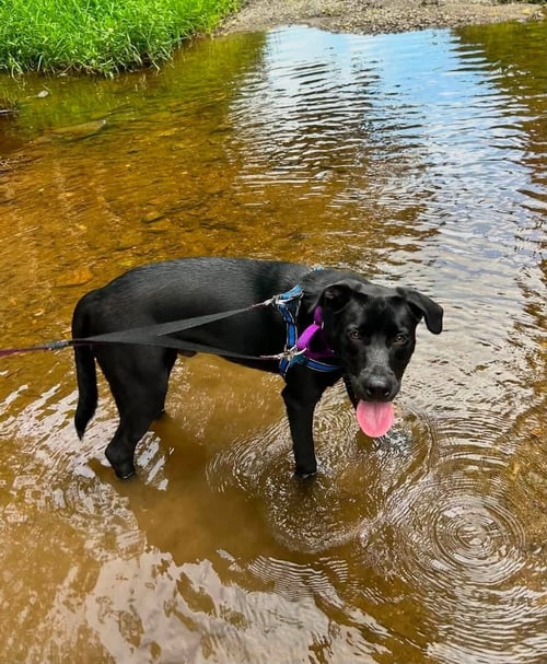 ENZO FERRARI - Border Collie / Hound available for adoption