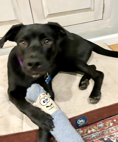 ENZO FERRARI - Border Collie / Hound available for adoption