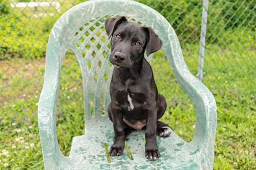 ENZO FERRARI - Border Collie / Hound available for adoption