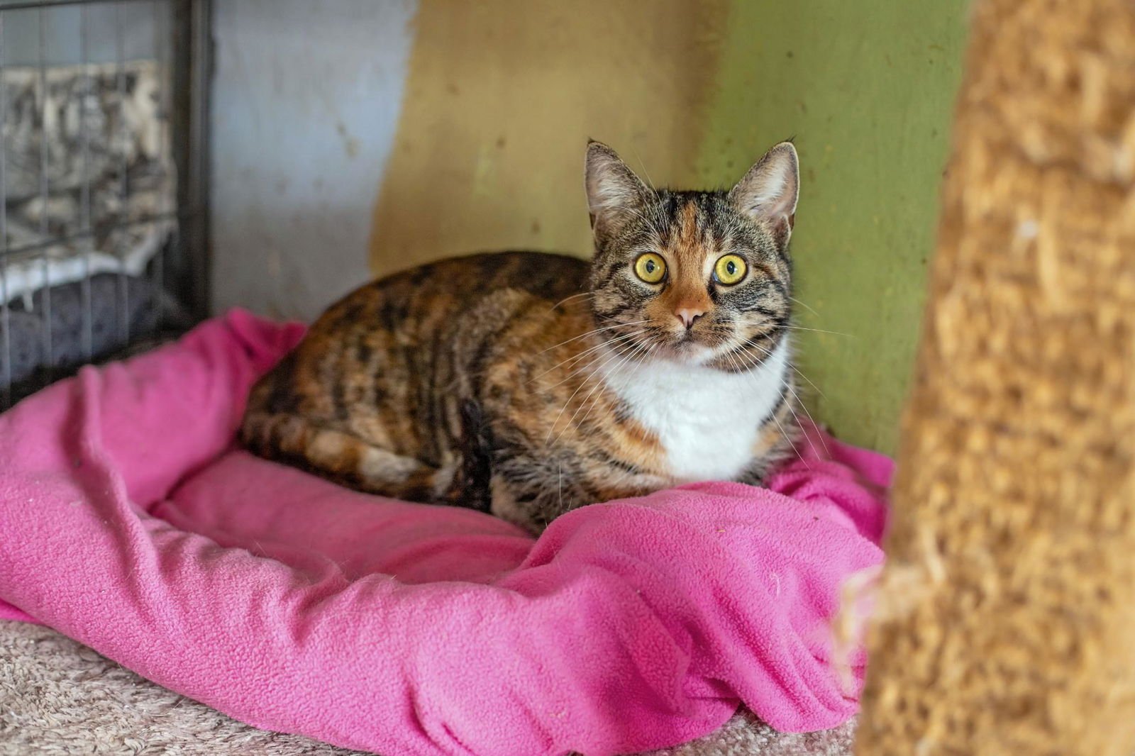 CHRISTI ANNA - Domestic Short Hair for adoption in Newark