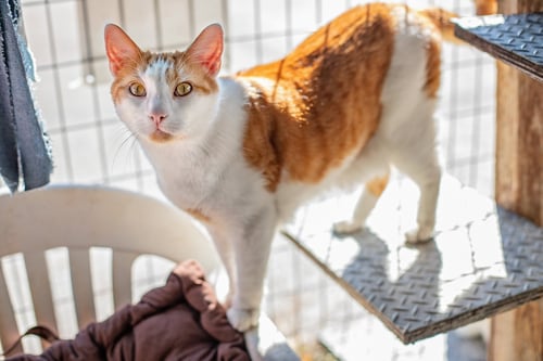 OZZY & TOTO - Domestic Short Hair available for adoption
