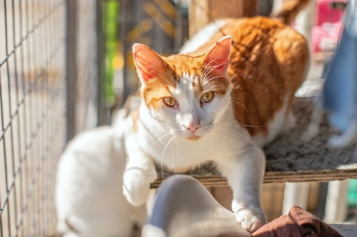 OZZY & TOTO - Domestic Short Hair available for adoption