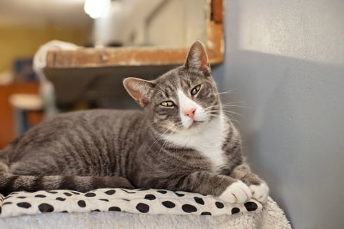 OZZY & TOTO - Domestic Short Hair for adoption in Newark