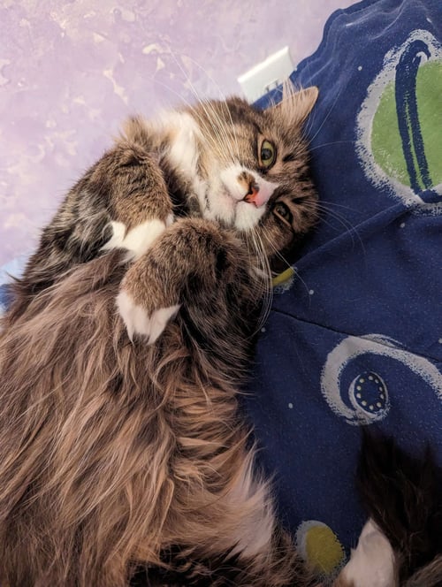 IZZY - Domestic Medium Hair / Maine Coon available for adoption
