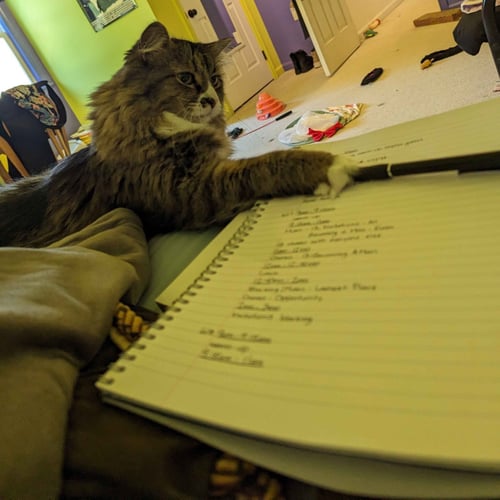 IZZY - Domestic Medium Hair / Maine Coon available for adoption