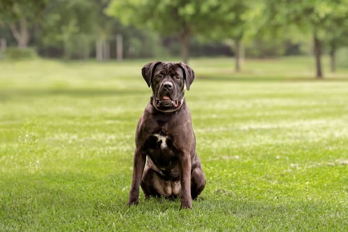 MARVEL - Cane Corso Mastiff available for adoption