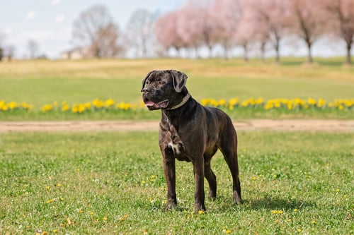 MARVEL - Cane Corso Mastiff available for adoption