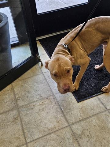 A071130 - Pit Bull Terrier available for adoption