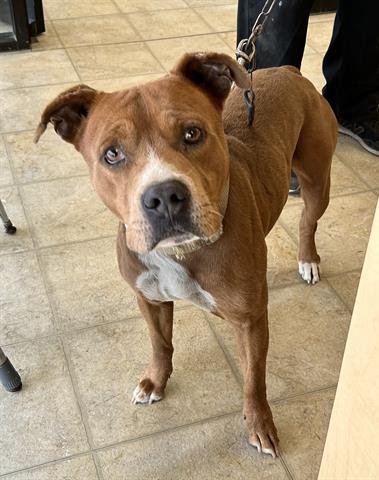 A071108 - Pit Bull Terrier available for adoption