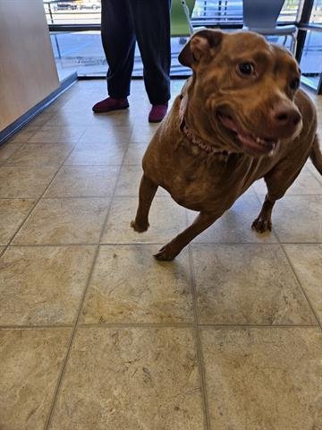 FAYE - Pit Bull Terrier for adoption in Virginia Beach