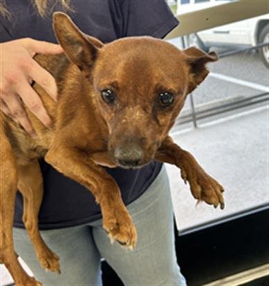 A071150 - Chihuahua available for adoption