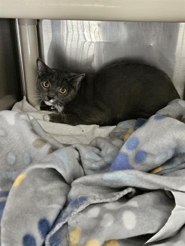 A070992 - Domestic Short Hair available for adoption