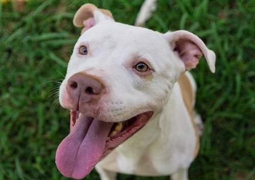 TUNA - Pit Bull Terrier for adoption in Virginia Beach