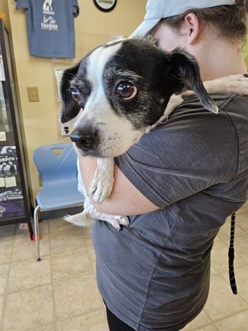 LACY - Parson Russell Terrier / Beagle for adoption in Virginia Beach