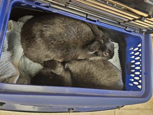 HALSEY - Shorthaired Rabbit available for adoption