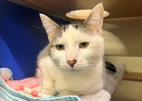 LUNA - Domestic Short Hair for adoption in Virginia Beach