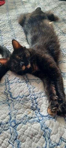 PENO - Domestic Medium Hair for adoption in Virginia Beach