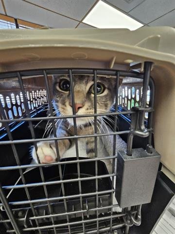 A071164 - Domestic Short Hair available for adoption