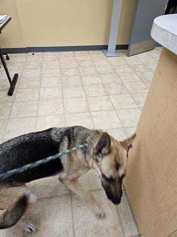 A071140 - German Shepherd Dog available for adoption
