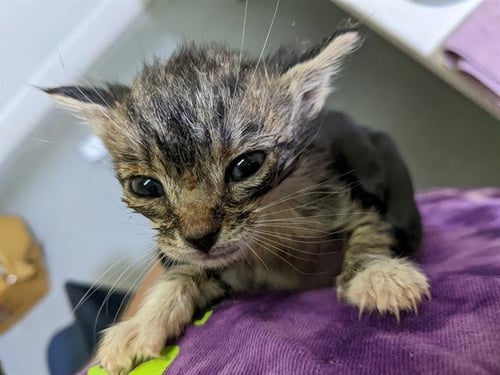 FALLON - Domestic Short Hair for adoption in Virginia Beach