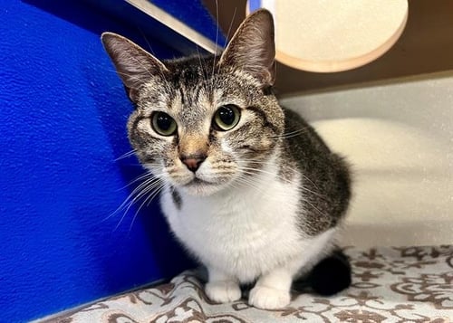 ZELDA - Domestic Short Hair for adoption in Virginia Beach