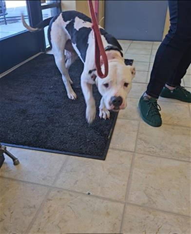 A071069 - Pit Bull Terrier available for adoption