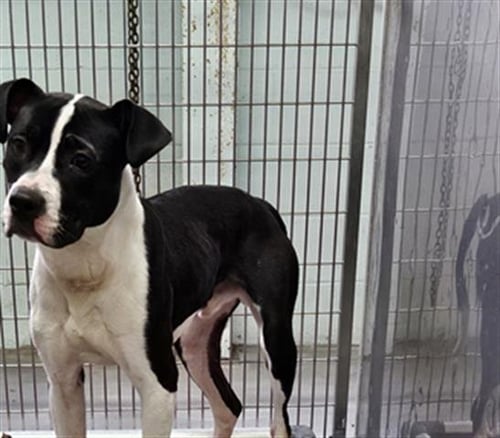 A071089 - Pit Bull Terrier available for adoption