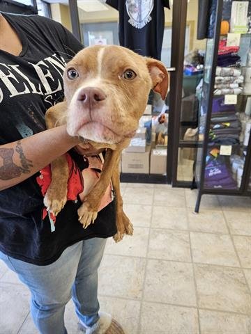 A071155 - Pit Bull Terrier available for adoption
