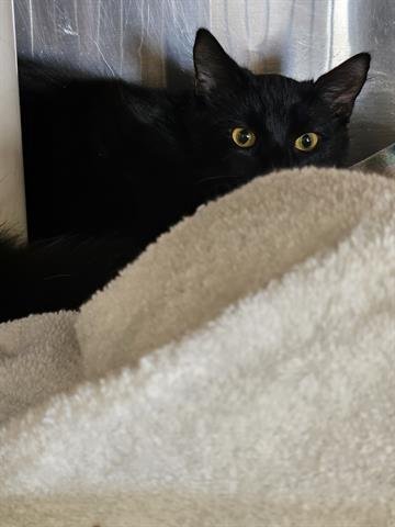 A071031 - Domestic Short Hair available for adoption