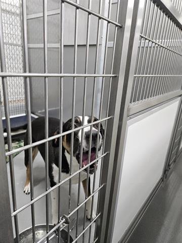 ABIGAIL - Border Collie for adoption in Virginia Beach