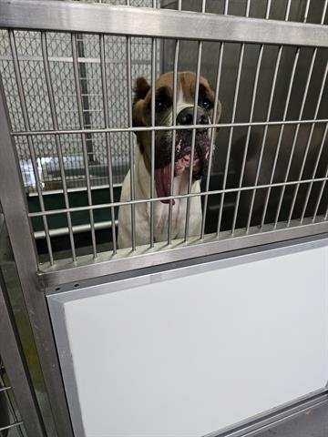 A071167 - Cane Corso Mastiff available for adoption