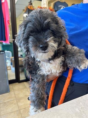FARLEY - Poodle (Toy) for adoption in Virginia Beach