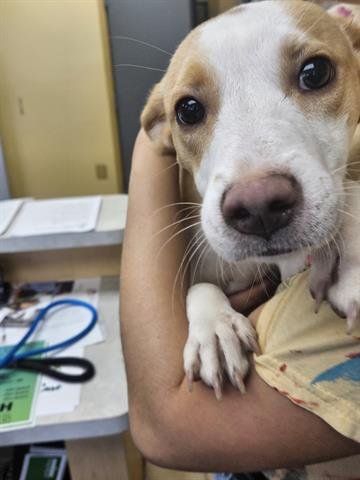 A071096 - Beagle available for adoption