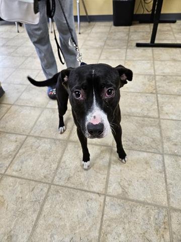 A071178 - Pit Bull Terrier available for adoption
