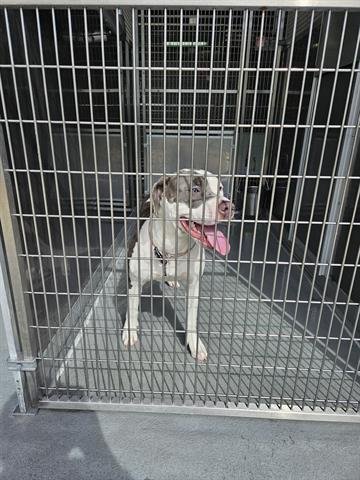 LADY - Pit Bull Terrier for adoption in Virginia Beach