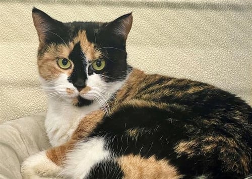 INDIA - Domestic Short Hair for adoption in Virginia Beach