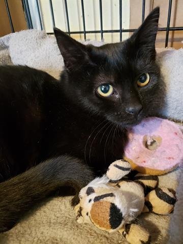 AZALEA - Domestic Short Hair for adoption in Virginia Beach