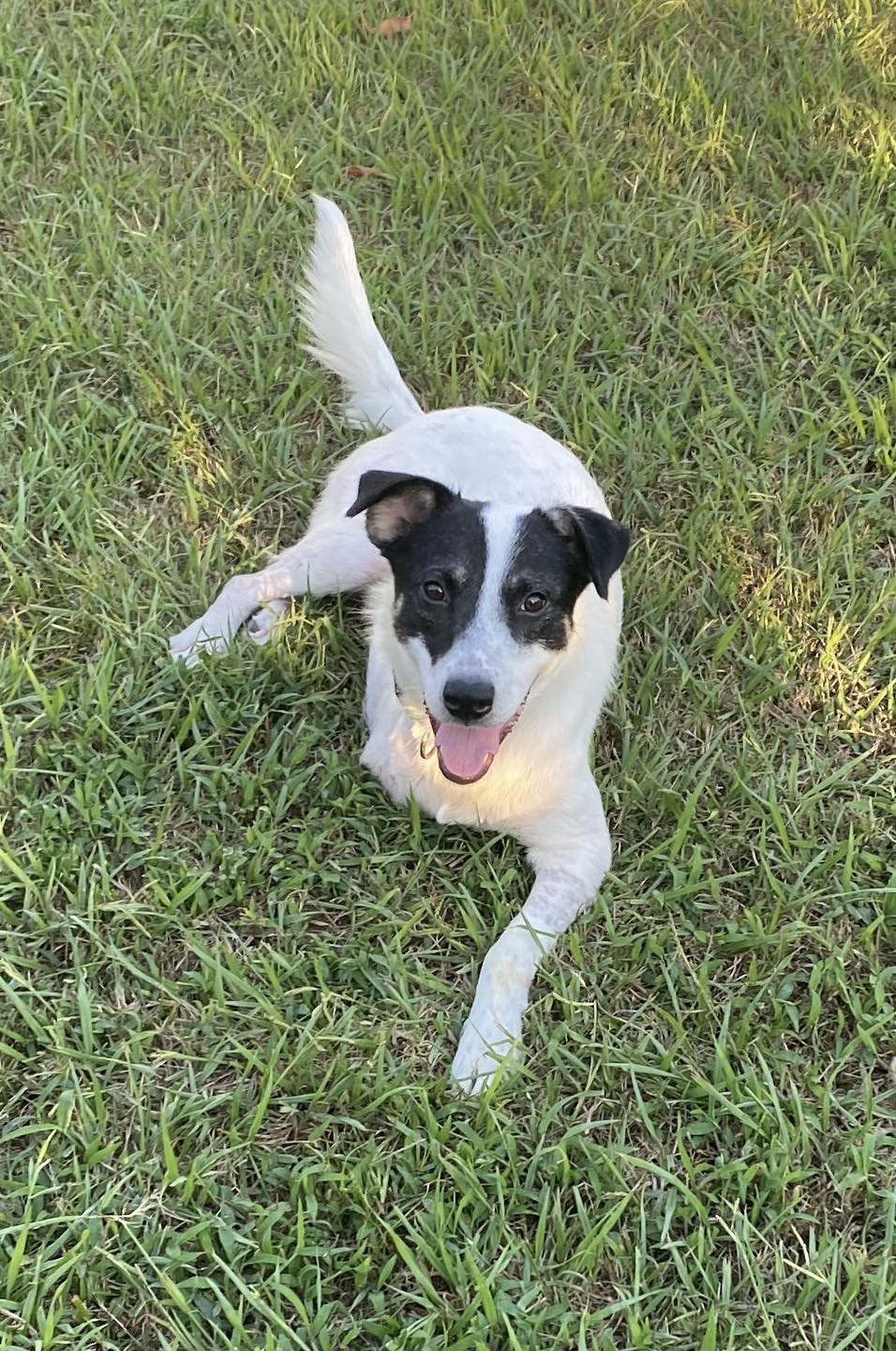 NAKOA (3-LEGS) - Great Pyrenees / Australian Cattle Dog/Blue Heeler available for adoption