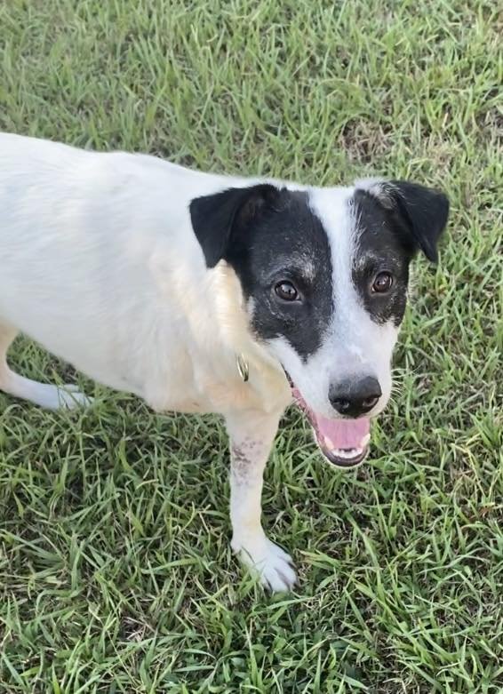 NAKOA (3-LEGS) - Great Pyrenees / Australian Cattle Dog/Blue Heeler available for adoption