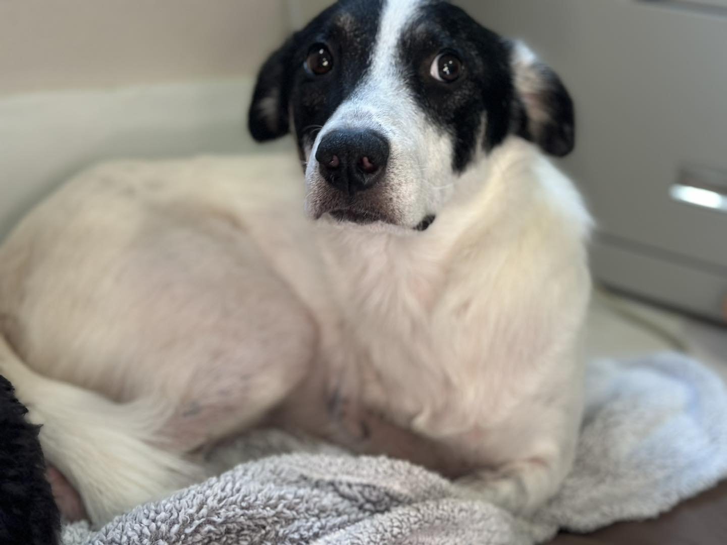 Nakoa (3-legs) - Photo 3