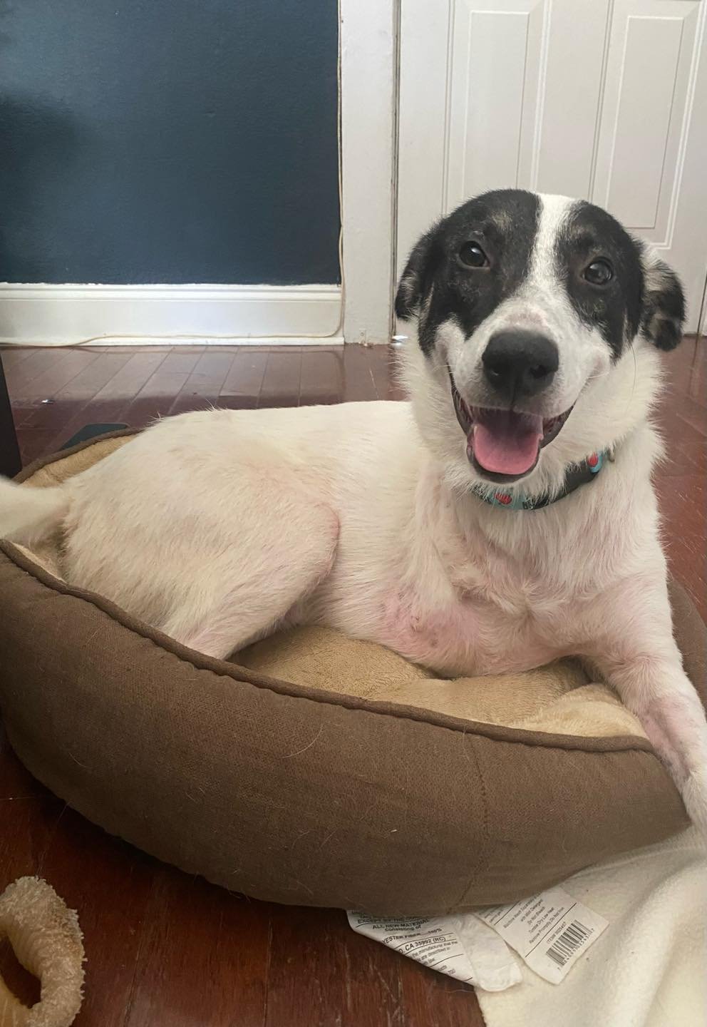 Nakoa (3-legs) - Photo 4