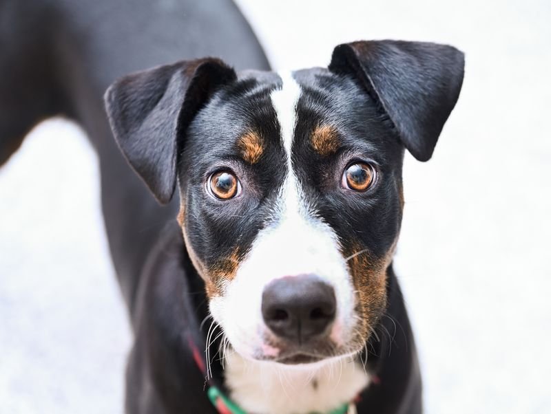 PHOEBE - Pit Bull Terrier available for adoption